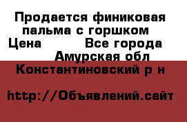 Продается финиковая пальма с горшком › Цена ­ 600 - Все города  »    . Амурская обл.,Константиновский р-н